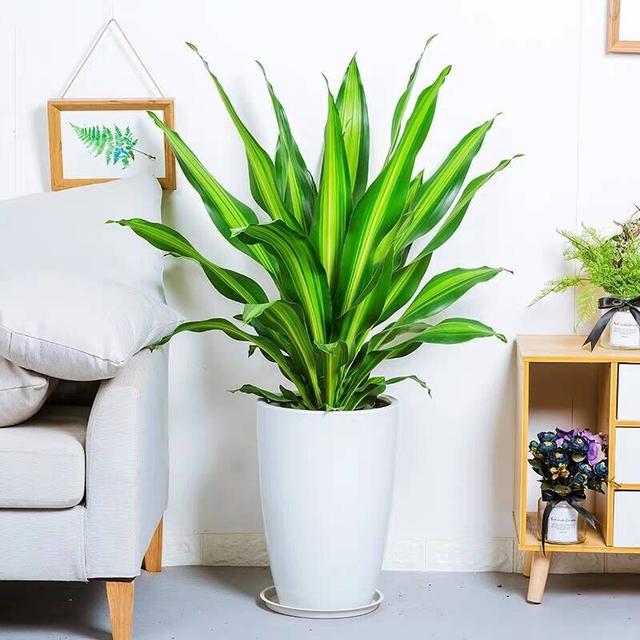 观叶植物