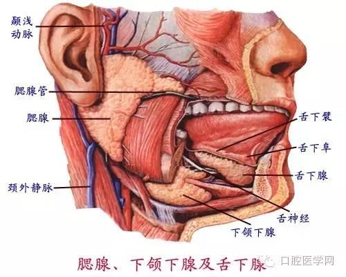 口腔牙齿图片大全图解