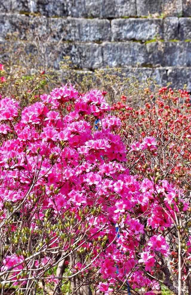 杜鹃花语