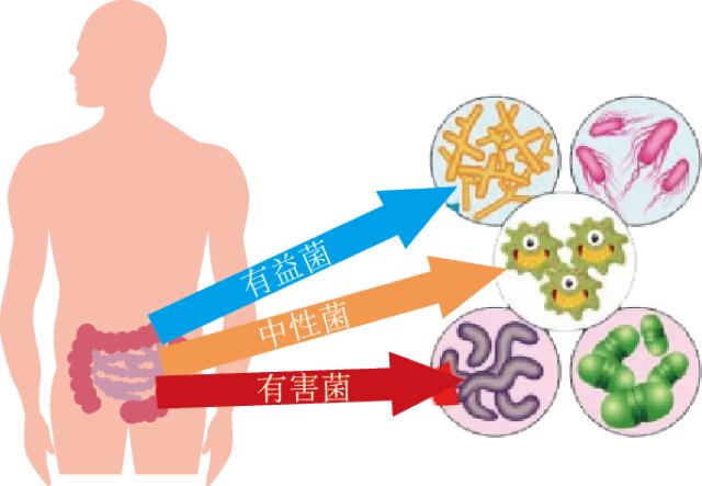 肠道被称为“第二大脑”!6个简单方法,增加肠道益生菌