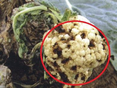 花椰菜“烂花”咋回事？都是软腐病惹的祸，重管理、轻用药可解决4