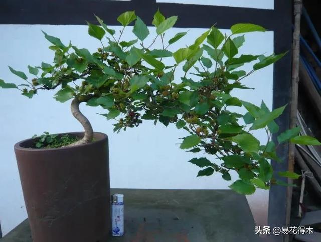 亳州干式洗砂机哪家好