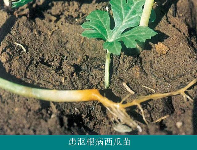 西瓜种植技术｜西瓜沤根病症状及防治措施