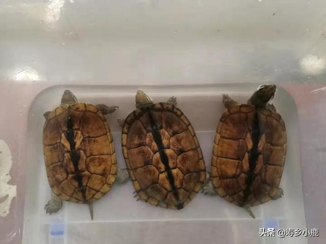 石金钱龟养殖