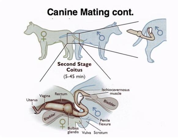 母狗生殖器