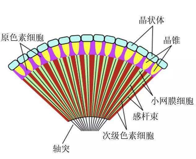 昆虫的复眼