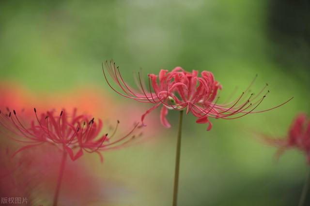 秋天开的花