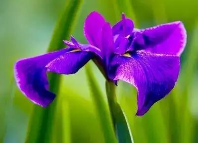 50种浪漫鲜花花语大全 50种浪漫鲜花花语大全（50种浪漫鲜花花语大全图片） 生活
