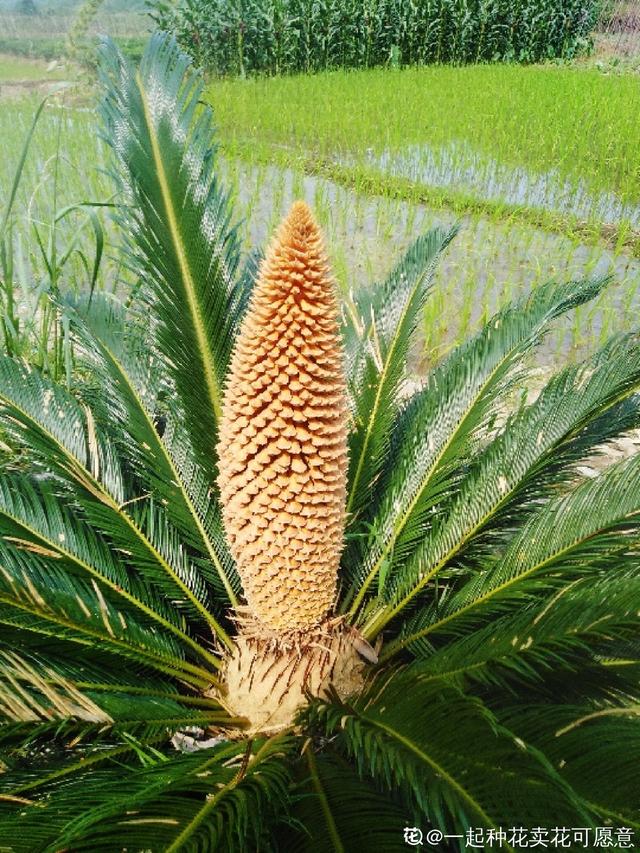 铁树开花吗 铁树开花吗（荷兰铁树开花吗） 生活