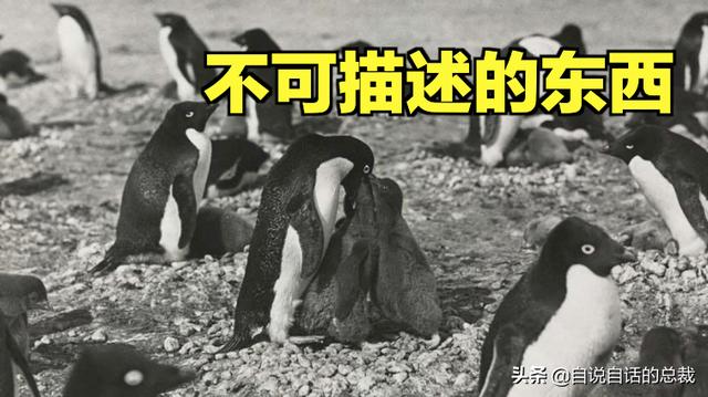 企鹅会飞么