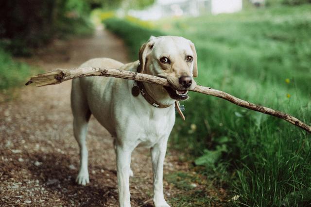 犬冠状病毒