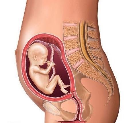 十张图教你了解不同月份胎儿的成长，从胚胎到宝宝，生命太神奇！