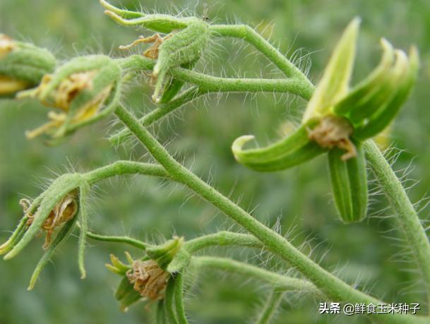 茄瓜果类蔬菜夏季高温期常见生理性障碍及防治措施14