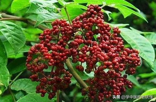 每日一中药——吴茱萸