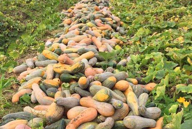 南瓜品种