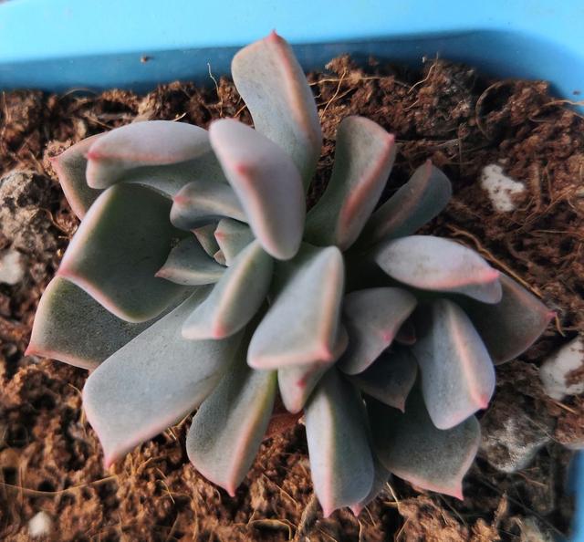 2个宝贝一院肉，二胎妈妈“养肉记”，女儿比我更爱它