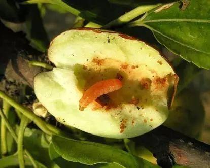 枣树上的八角虫图片图片