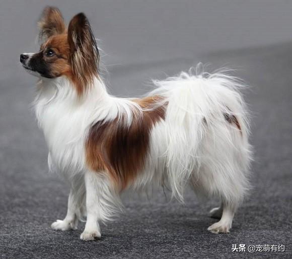 2)垂耳蝴蝶犬.
