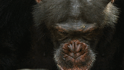 16部超赞自然纪录片，让孩子足不出户看到地球的“真实面目”！