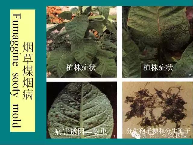 烟草病害及缺素图谱（史上最完全）12