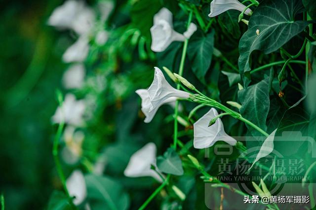 空心菜花芬芳綻放的美麗 潔白的花朵宛如喇叭很別致 艷麗迷人 Kks資訊網