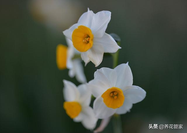 水仙花的花语