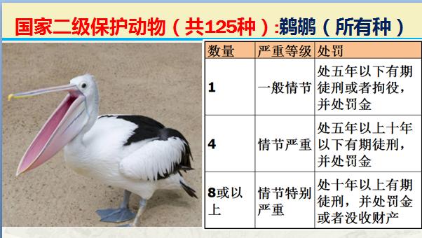 国家二级保护动物