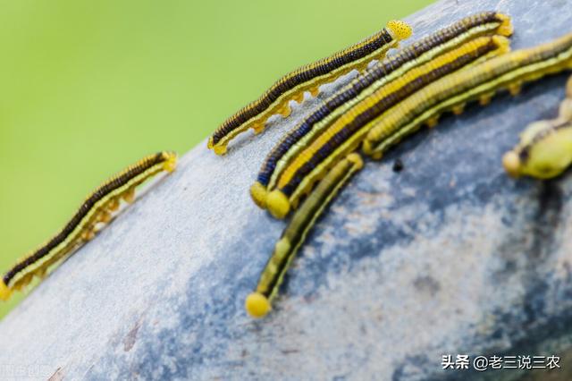 噻虫嗪治棉铃虫太厉害了！除虫干净又彻底，一季没虫害，真管用5