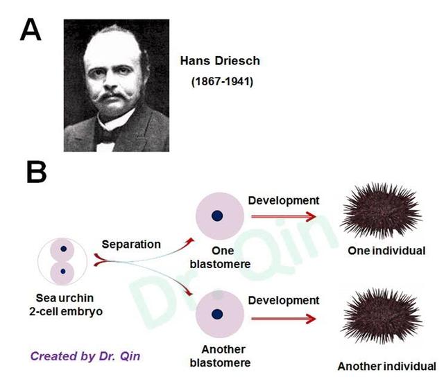 全球首例9胞胎！5女4男！体重均不足1公斤，究竟是如何实现的？