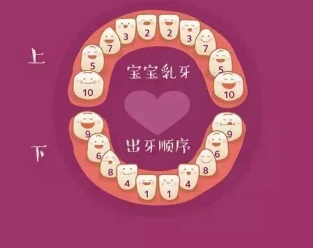 宝宝多大开始长牙？家长该如何护理？这份出牙时间表让你不再焦虑