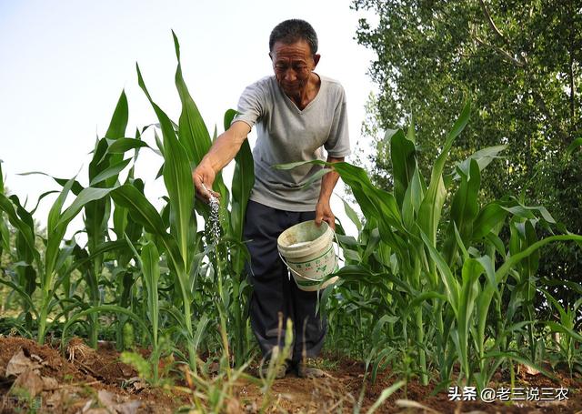 只要一把洗衣粉！小麦、大豆、番茄治病治虫真管用，南北方都适用