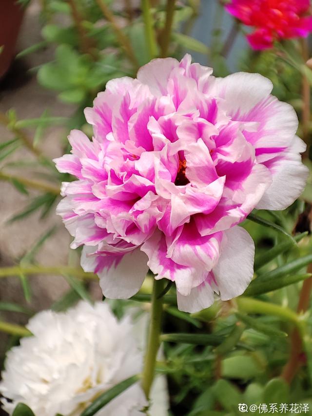 教师节送什么花好