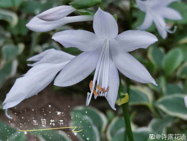 玉簪花 玉簪花  玉簪花的养殖方法和注意事项 生活
