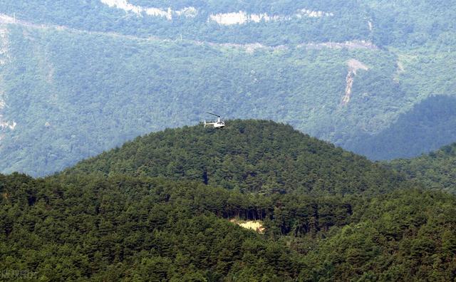 稀有 的松花粉 其实各地满山都是 功效 神乎其神 是谣传 全网搜