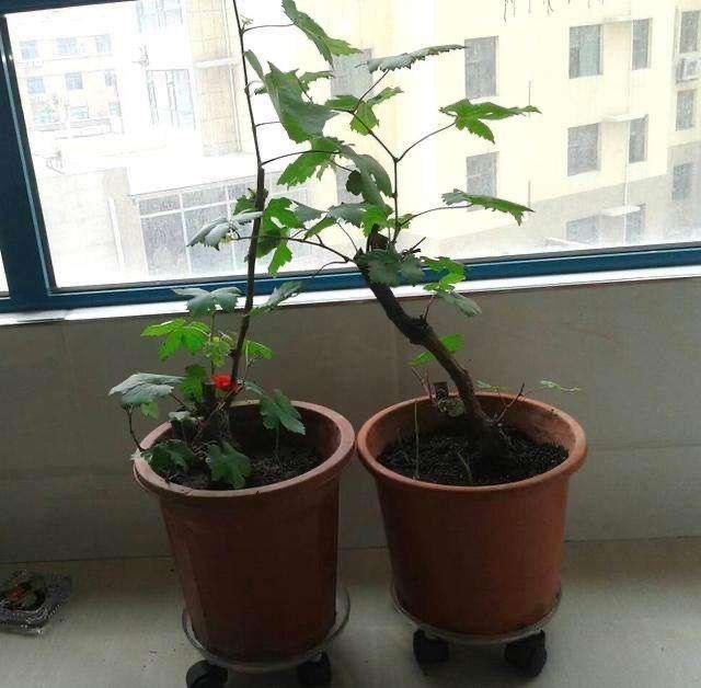 盆栽葡萄种植技术