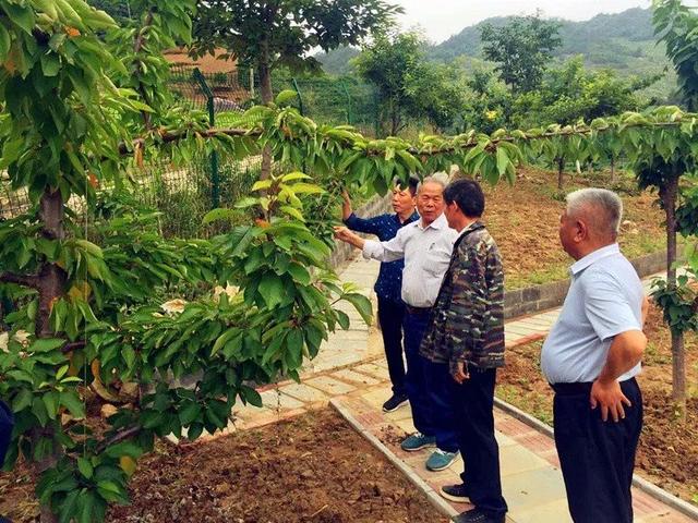 「技术」当前苹果树、桃树、梨树、樱桃树、葡萄、核桃、花椒用药方案介绍3