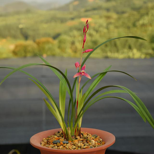花卉种类