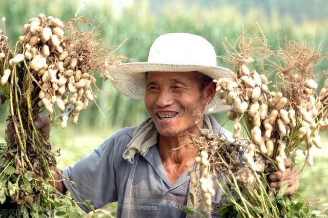 花生最好的叶面肥，坐果多荚果饱满，亩产量达1300斤，一季无病害6