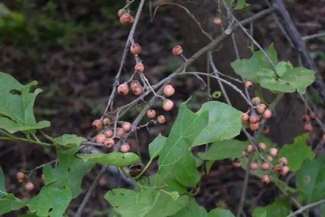 有没有收破布的(破布子图片)