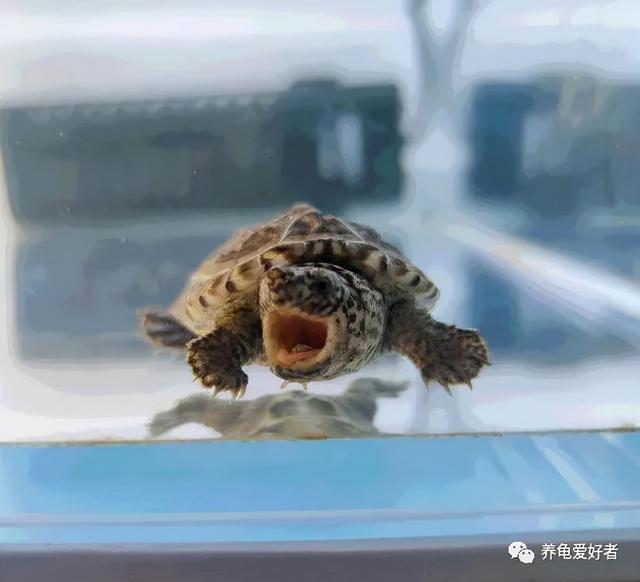 如何制作乌龟的过滤机