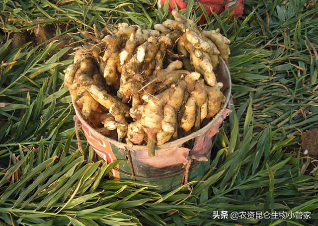 大姜烂根病怎样处理？大姜根腐病用哪个肥料能防治？2