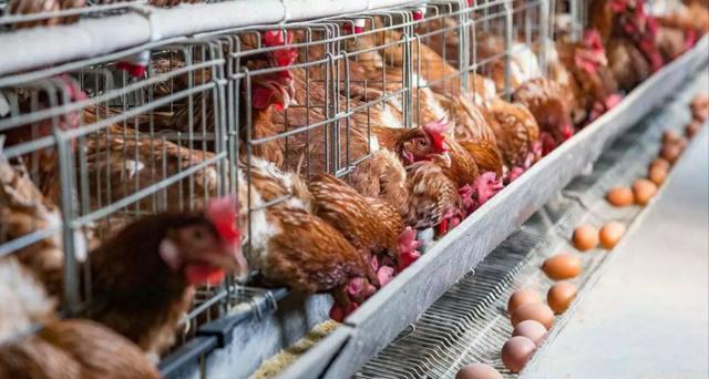 中国鸡王：将肉鸡生意做到千亿级市场，成为肯德基麦当劳供应商