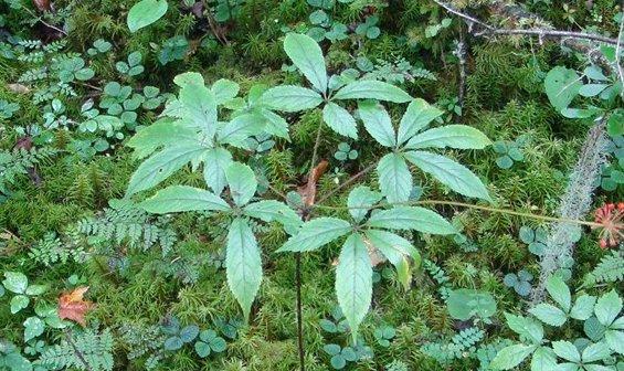 中草药种植，林下栽培西洋参，来学学3