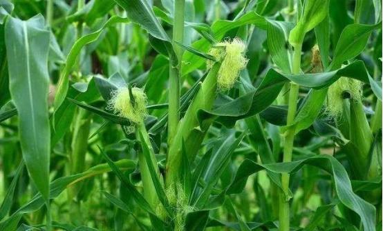 一睡着就满身汗，醒了却什么都没了？玉米茎心煮水喝！