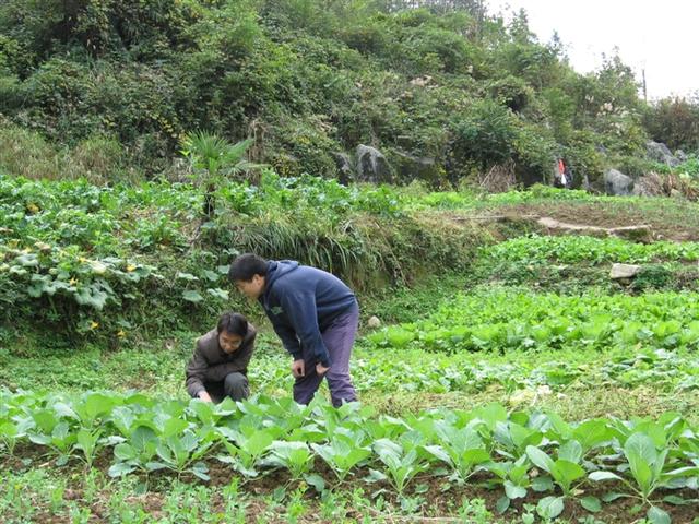 我的支教生活「我的支教生涯」