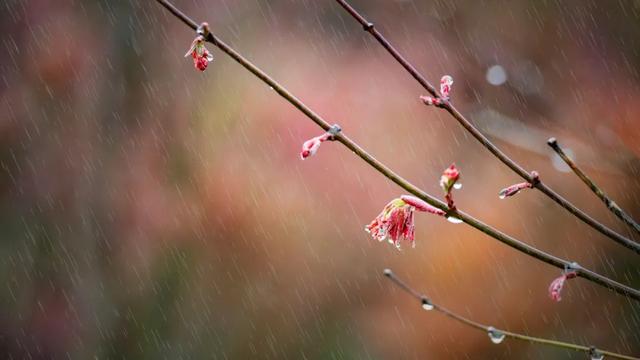 描写雨的句子