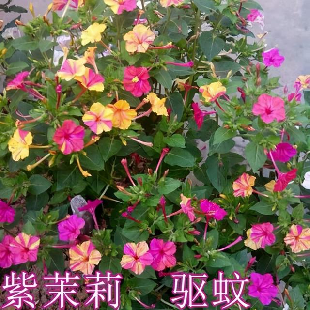 香水花