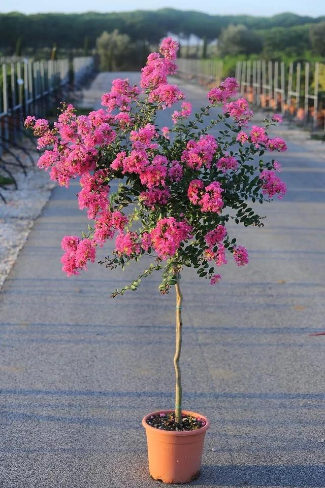 紫薇花 紫薇花（紫薇花期） 生活