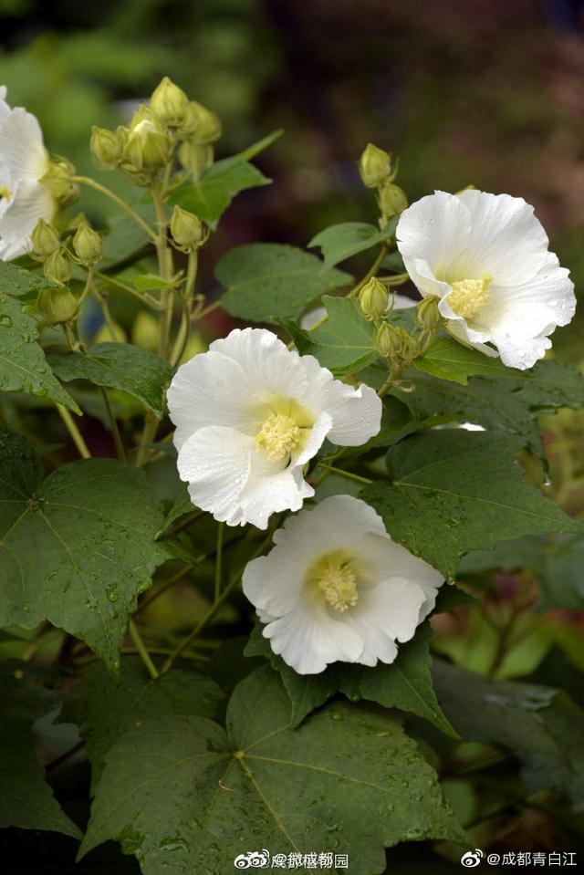 芙蓉代表什么意思