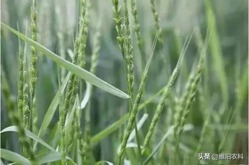 这个配方专治麦田节节麦雀麦、早熟禾、棒头草等，除草彻底又安全